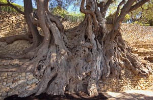 Olivier_millénaire-Arbre